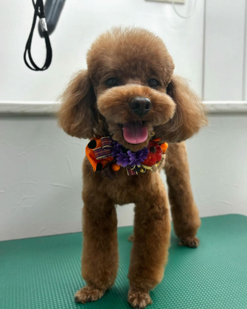 ブログ