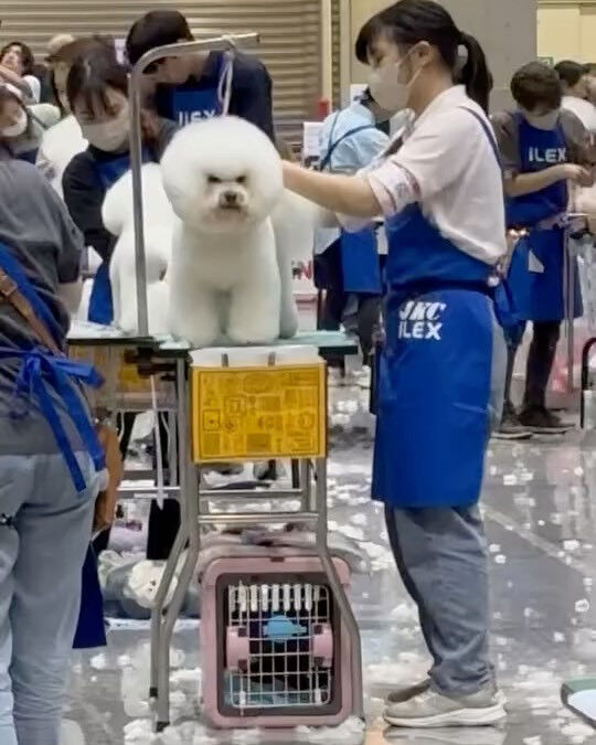 ブログ